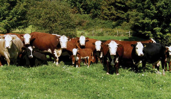 Smith Family Farm beef cows
